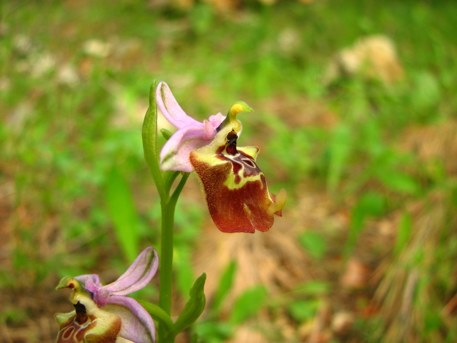 Ophrys Calliantha e Ophrys da determinare